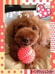 にほんブログ村 犬ブログ イングリッシュコッカースパニエルへ