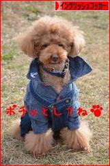 にほんブログ村 犬ブログ イングリッシュコッカースパニエルへ