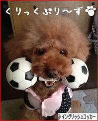 にほんブログ村 犬ブログ イングリッシュコッカースパニエルへ