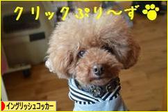 にほんブログ村 犬ブログ イングリッシュコッカースパニエルへ