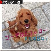 にほんブログ村 犬ブログ イングリッシュコッカースパニエルへ