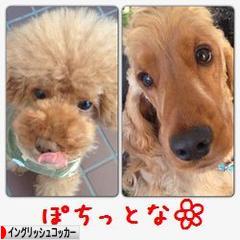 にほんブログ村 犬ブログ イングリッシュコッカースパニエルへ