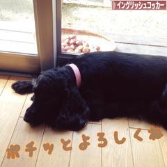 にほんブログ村 犬ブログ イングリッシュコッカースパニエルへ