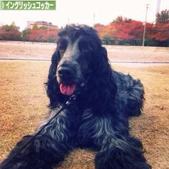 にほんブログ村 犬ブログ イングリッシュコッカースパニエルへ