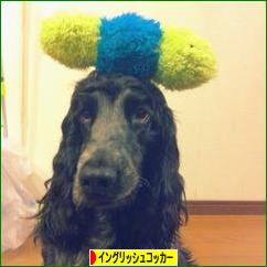 にほんブログ村 犬ブログ イングリッシュコッカースパニエルへ