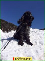 にほんブログ村 犬ブログ イングリッシュコッカースパニエルへ