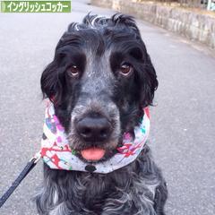 にほんブログ村 犬ブログ イングリッシュコッカースパニエルへ