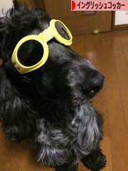 にほんブログ村 犬ブログ イングリッシュコッカースパニエルへ