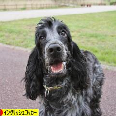 にほんブログ村 犬ブログ イングリッシュコッカースパニエルへ