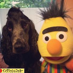 にほんブログ村 犬ブログ イングリッシュコッカースパニエルへ
