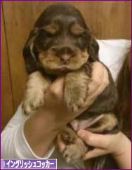 にほんブログ村 犬ブログ イングリッシュコッカースパニエルへ