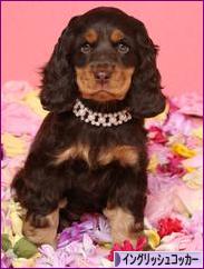 にほんブログ村 犬ブログ イングリッシュコッカースパニエルへ