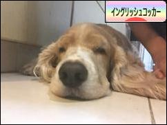 にほんブログ村 犬ブログ イングリッシュコッカースパニエルへ