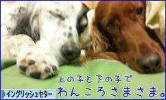 にほんブログ村 犬ブログ イングリッシュセターへ