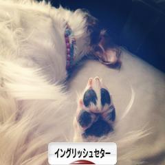 にほんブログ村 犬ブログ イングリッシュセターへ