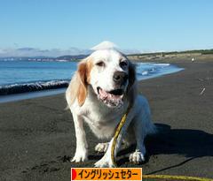 にほんブログ村 犬ブログ イングリッシュセターへ