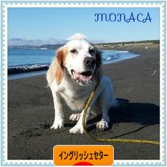 にほんブログ村 犬ブログ イングリッシュセターへ