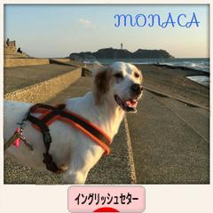 にほんブログ村 犬ブログ イングリッシュセターへ