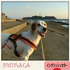 にほんブログ村 犬ブログ イングリッシュセターへ
