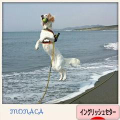 にほんブログ村 犬ブログ イングリッシュセターへ
