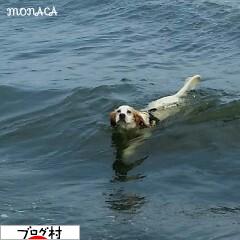 にほんブログ村 犬ブログ イングリッシュセターへ