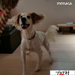 にほんブログ村 犬ブログ イングリッシュセターへ