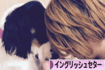 にほんブログ村 犬ブログ イングリッシュセターへ