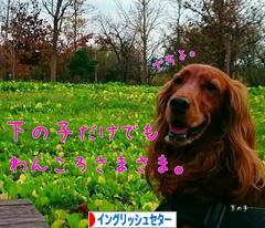 にほんブログ村 犬ブログ イングリッシュセターへ