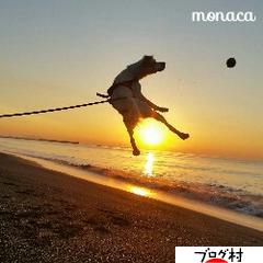 にほんブログ村 犬ブログ イングリッシュセターへ