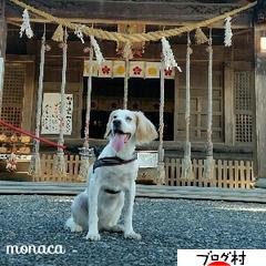 にほんブログ村 犬ブログ イングリッシュセターへ