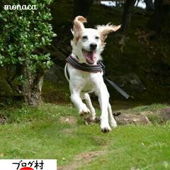 にほんブログ村 犬ブログ イングリッシュセターへ