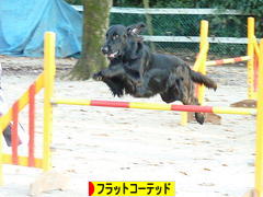 にほんブログ村 犬ブログ フラットコーテッドレトリバーへ