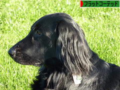 にほんブログ村 犬ブログ フラットコーテッドレトリバーへ