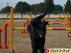 にほんブログ村 犬ブログ フラットコーテッドレトリバーへ