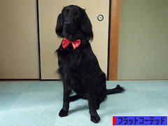 にほんブログ村 犬ブログ フラットコーテッドレトリバーへ