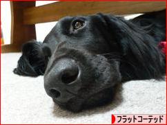 にほんブログ村 犬ブログ フラットコーテッドレトリバーへ