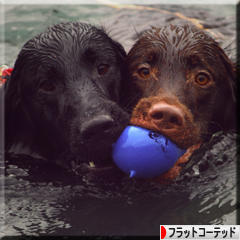 にほんブログ村 犬ブログ フラットコーテッドレトリバーへ