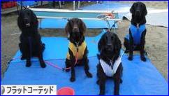 にほんブログ村 犬ブログ フラットコーテッドレトリバーへ