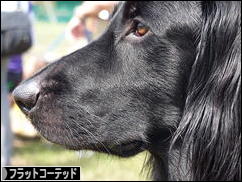 にほんブログ村 犬ブログ フラットコーテッドレトリバーへ