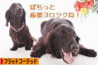 にほんブログ村 犬ブログ フラットコーテッドレトリバーへ