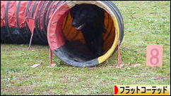 にほんブログ村 犬ブログ フラットコーテッドレトリバーへ