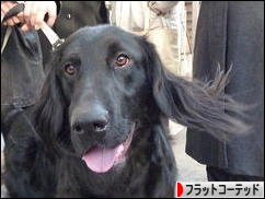 にほんブログ村 犬ブログ フラットコーテッドレトリバーへ