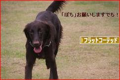 にほんブログ村 犬ブログ フラットコーテッドレトリバーへ