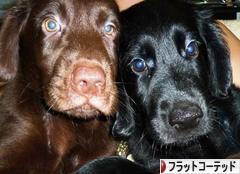 にほんブログ村 犬ブログ フラットコーテッドレトリバーへ