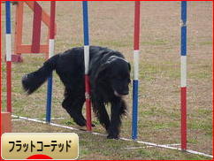 にほんブログ村 犬ブログ フラットコーテッドレトリバーへ