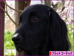 にほんブログ村 犬ブログ フラットコーテッドレトリバーへ