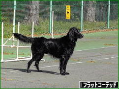 にほんブログ村 犬ブログ フラットコーテッドレトリバーへ