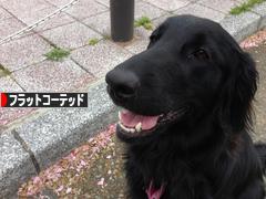 にほんブログ村 犬ブログ フラットコーテッドレトリバーへ