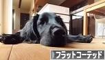 にほんブログ村 犬ブログ フラットコーテッドレトリバーへ