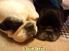 にほんブログ村 犬ブログ フレンチブルドッグへ